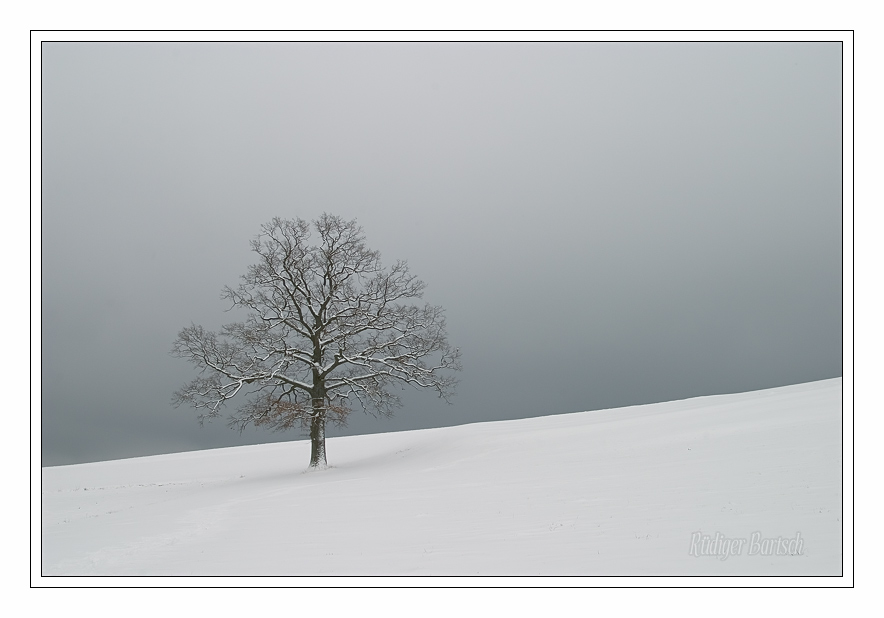 Foto - Bild- Eiche im Winter