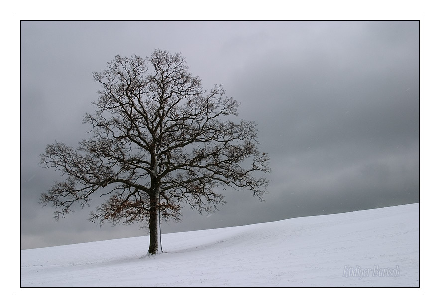Foto - Bild- Eiche im Schnee