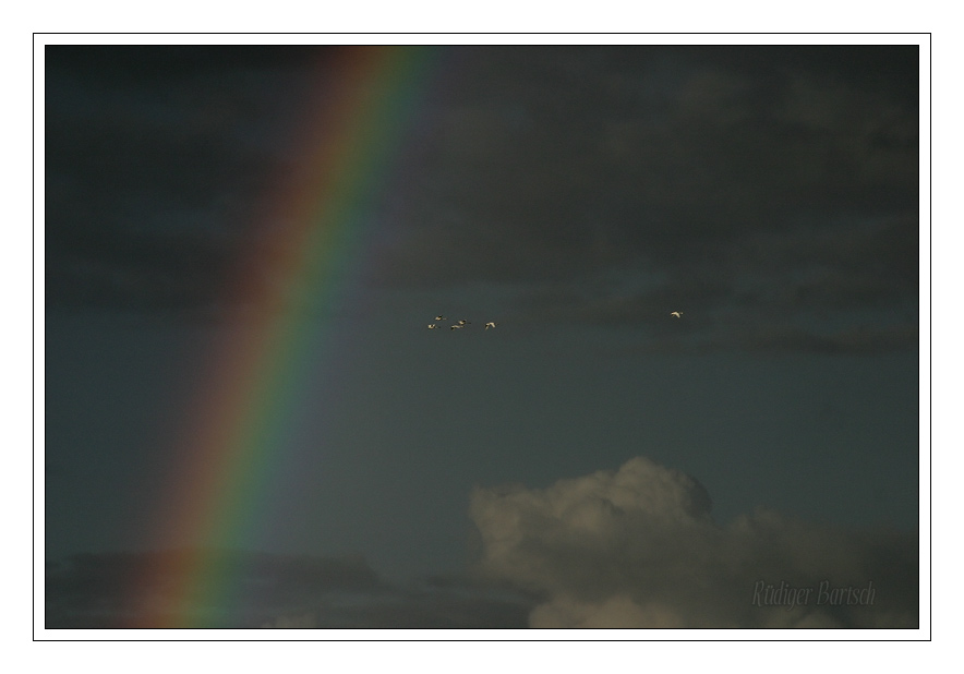 Foto - Bild- Flug zum Regenbogen, NP Vorpommersche Boddenlandschaft