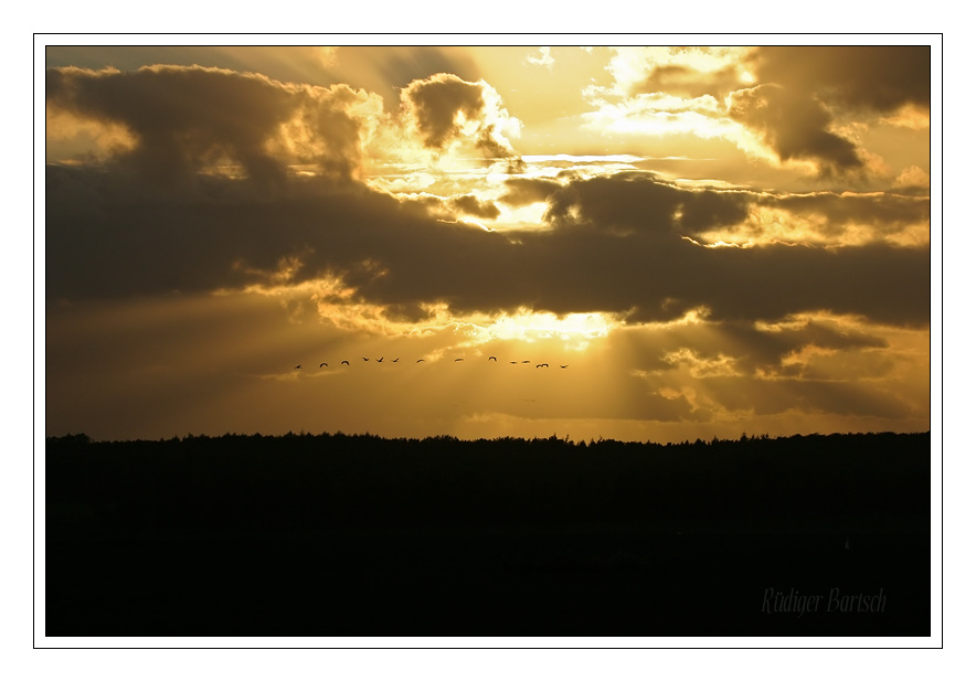 Foto - Bild- Sonnenuntergang, Kraniche